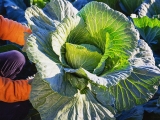 Cabbage, broccoli-derived supplement may help reduce antibiotic resistance