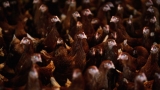 CDC reports first human H5 bird flu infection in U.S.