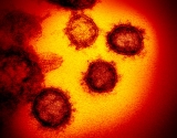 CDC data shows delta variant spreads as easily as chickenpox: report
