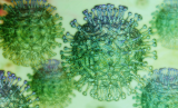 ECDC releases publications on COVID-19 vaccination strategies and joint ECDC-WHO report on considerations for respiratory diseases as guidance for the second half of the year
