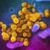 CDC raises COVID-19 alert level for peninsula