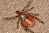 Maine on track to break tick-borne disease records this year