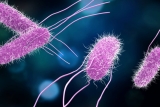 Salmonella outbreak expands to 35 states; source remains unknown – KIRO 7 News Seattle