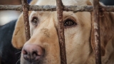 NC rescue group that saves dogs from China meat trade joins fight against CDC ban on importing dogs – WSOC TV