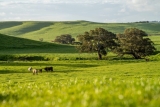 Gas Hot Water Systems Given A Green Revamp