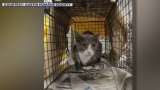 Local organizations team up with CDC to conduct study on coronavirus in cats