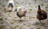 CDC: ‘Don’t kiss or snuggle the birds;’ Salmonella outbreak linked to more than 400 infections