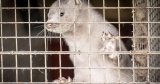 Why does farming carnivores increase the risk of ‘disease reservoirs’?