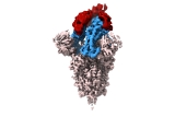 Tiny Antibodies May Provide New Tool to Fight COVID-19