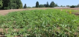 Garden Guru: Can hemp save us from COVID?