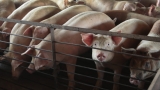 FDA, USDA need to reduce antibiotic use in raising animals for food