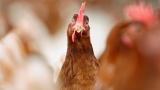 Backyard Poultry Cause of Salmonella Outbreak Linked to 100+ Hospitalizations, Death: CDC – NBC New York