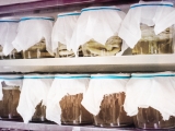 Fermented foods may boost microbiome diversity
