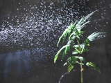 Weed killer: Glyphosate and cancer risk