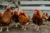 CDC reports small Pa. Salmonella outbreak likely linked to backyard poultry