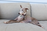 Dog tests positive for monkeypox in first suspected human-to-pet transmission