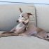 Signs, symptoms your dog or cat may be infected