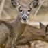 CDC’s COVID-19 eviction moratorium blocked by Supreme Court