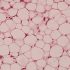 COVID updates: Getting young people vaccinated key to ending transmission, modelling shows — as it happened