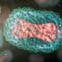 Repeating COVID mistakes gives US world’s biggest monkeypox outbreak