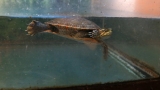 CDC Says Outbreak of Salmonella Tied to Turtles – NBC New York