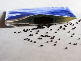 Basil seeds: Nutrition, benefits, and risks