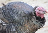 Bird flu in the US is low risk to public: CDC