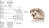 CDC investigation of 2020 Salmonella infections leads to pet hedgehogs