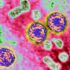 Legal battles could limit CDC’s powers during public health crises : Shots