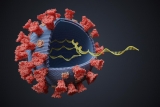 Persistence of viral RNA following acute infection