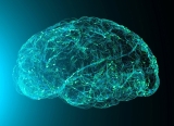 The aging human brain