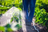 What are the effects of pesticides on neonates’ health?