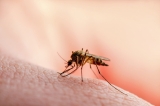 The potential influence of pre-existing parasitic infections on COVID-19 morbidity