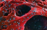 Small CDC study looks at SARS-CoV-2 viral shedding in vaccinated and unvaccinated