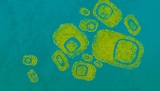 What is BA.4.6? The CDC is tracking a new COVID ‘variant of concern’