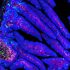 CDC panel skeptical of fourth Covid shots for all, says U.S. needs clear vaccine strategy