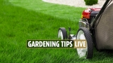 Gardening tips 2022 — I’m an expert – the exact time to water your lawn and plants to get it perfect
