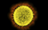 ‘Stealth omicron’ now dominant variant in US, CDC reports