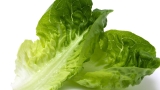 E. coli outbreak possibly linked to lettuce at Wendy’s sickens 84 in 4 states – Action News Jax