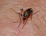 Preventive malaria treatment is a cost-effective strategy for saving young lives