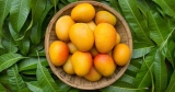 Vitamin-Rich Mango Leaves are Full of Benefits: How to Consume Them