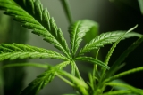 The CDC and FDA Just Released a Warning About This Kind of Marijuana