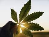 Medical cannabis shows promise to treat migraine