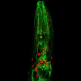 Subcellular Chatter Regulates Longevity – Anti Aging News