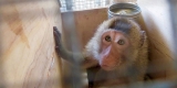 Company Involved in Monkey Transport Crash Aims to Expand