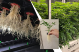 The 3-Legged Stool of Successful Grow Operations: Climate, Cultivation & Genetics – Part 2