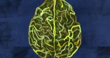 Memory T cells suggest Parkinson’s may be an autoimmune disease