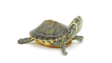 CDC identifies turtles purchased online as source of Salmonella outbreak