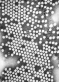 Republic of Malawi Reported Confirmed Case of Poliomyelitis – Africa CDC