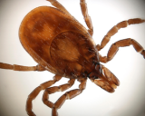 New CDC study details county-level distributi